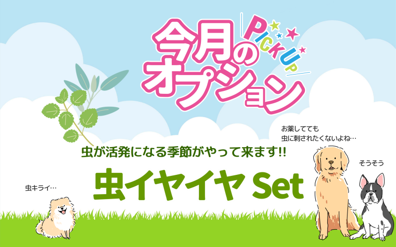 6月のオススメꙨꙻꙨꙻ✧*